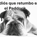 🐾 Roscoe: el alma peluda que acompañó a Lewis Hamilton en cada curva